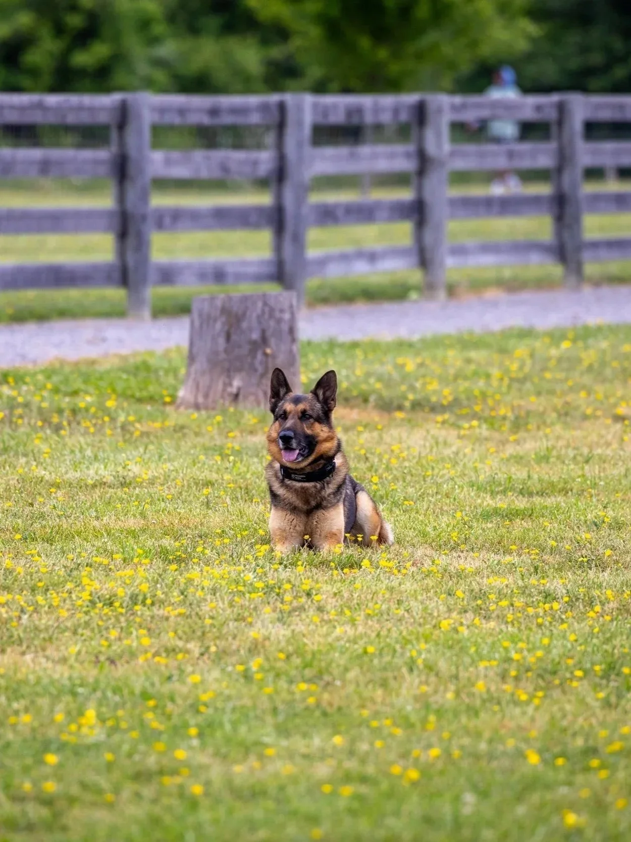 Man in a dark green jacket standing next to a German Shepherd outdoors at sunset
