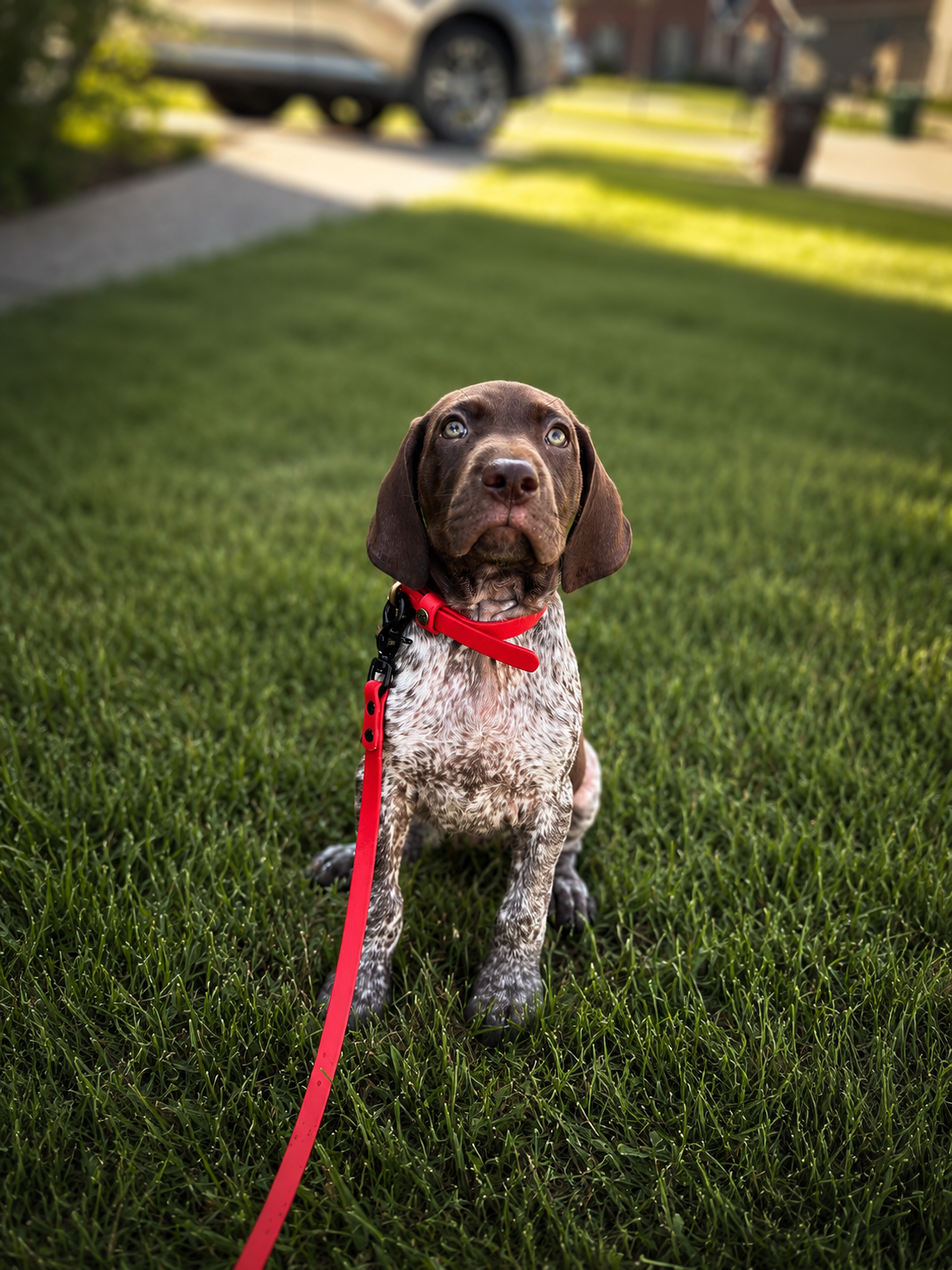 Young brown and white speckled Labrador Retriever puppy on green grass